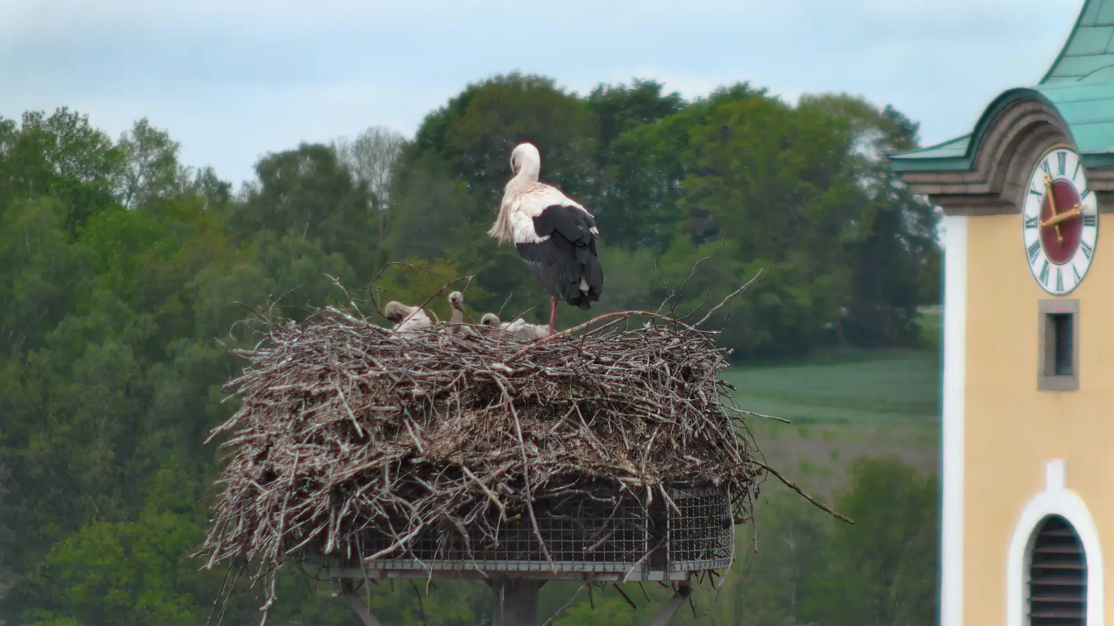 Vierfacher Nachwuchs in Neustadt/WN. Im Nest auf dem Landratsamt können derzeit gleich vier Storchenküken beobachtet werden.  (Screenshot: worldcam.eu)