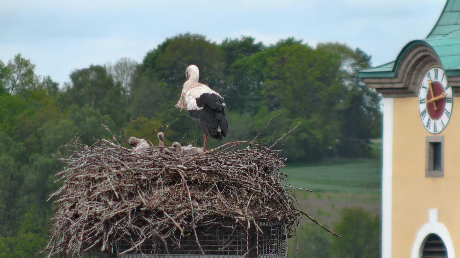 Vierfacher Nachwuchs in Neustadt/WN. Im Nest auf dem Landratsamt können derzeit gleich vier Storchenküken beobachtet werden.  (Screenshot: worldcam.eu)