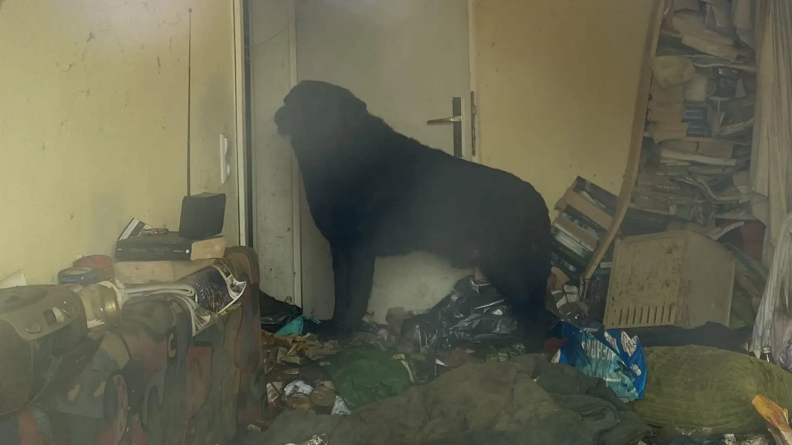 Ein Hund musste zwischen Müll in einem Messi-Haushalt leben. Das Tier befindet sich mittlerweile im Weidener Tierheim. (Bild: © PETA Deutschland e.V.  )