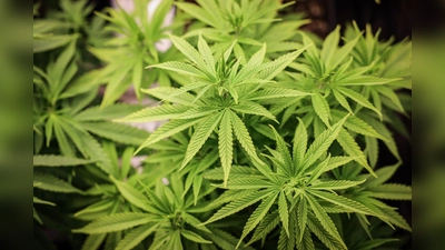 Cannabis-Anbau soll bald in größerem Stil anlaufen. (Bild: Christian Charisius/dpa)