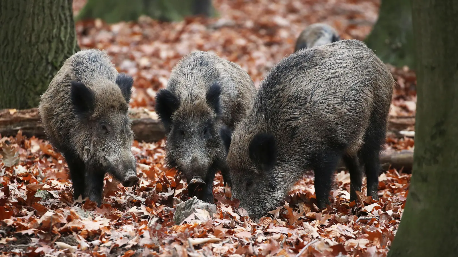 Eine 24-Jährige aus Hessen ist in der Nacht auf Dienstag von Wildschweinen umringt worden und rief die Polizei. (Symbolbild: Oliver Berg/dpa)