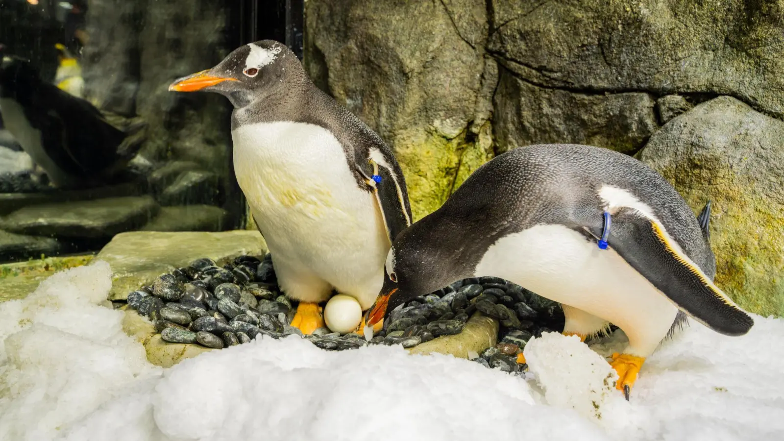 Sphen und sein Partner Magic haben zwei Küken adoptiert und aufgezogen. (Bild: SEA LIFE SYDNEY AQUARIUM/AAP/dpa)