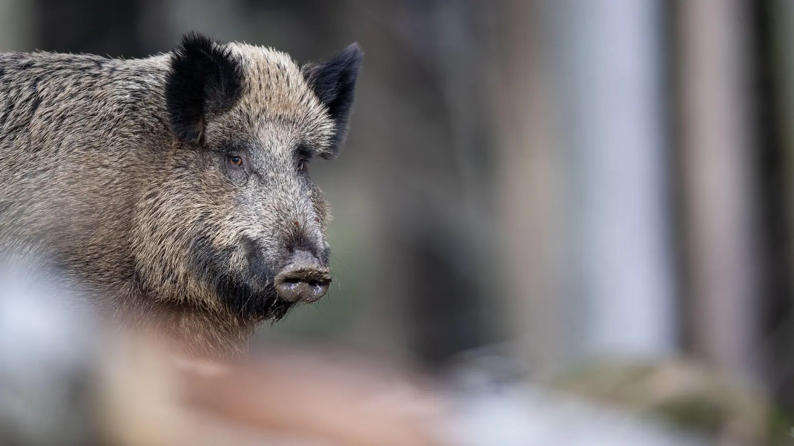 Ein Wildschwein ist bei Schlammersdorf durch eine illegale Falle schwer verletzt worden. (Symbolbild: Lino Mirgeler)