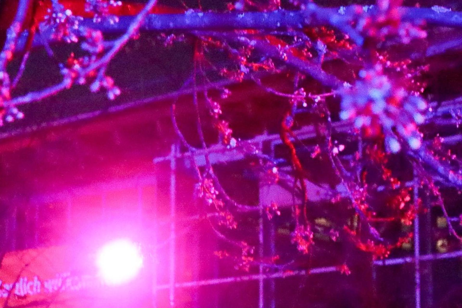 So war das Kirschblütenfestival auf dem OTH-Campus in Amberg 2025. Jetzt kommt die Festivalreihe nach Weiden. (Archivbild: Wolfgang Steinbacher)