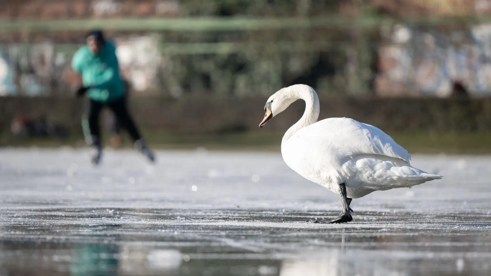 Gefrorene Gewässer können auch für Tiere gefährlich werden. Das erlebte ein Schwan in Oberwildenau, der am eisigen Wasser festfror.  (Symbolbild: Sebastian Gollnow/dpa)