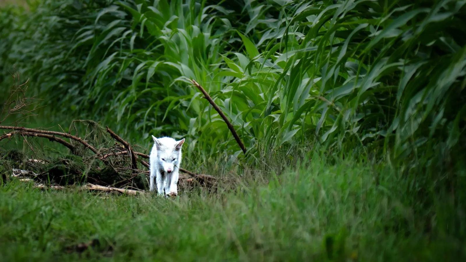 Das Fell des Fuchses war nicht flauschig genug für einen Polarfuchs. (Bild: Dominik Reigl/LBV/dpa)