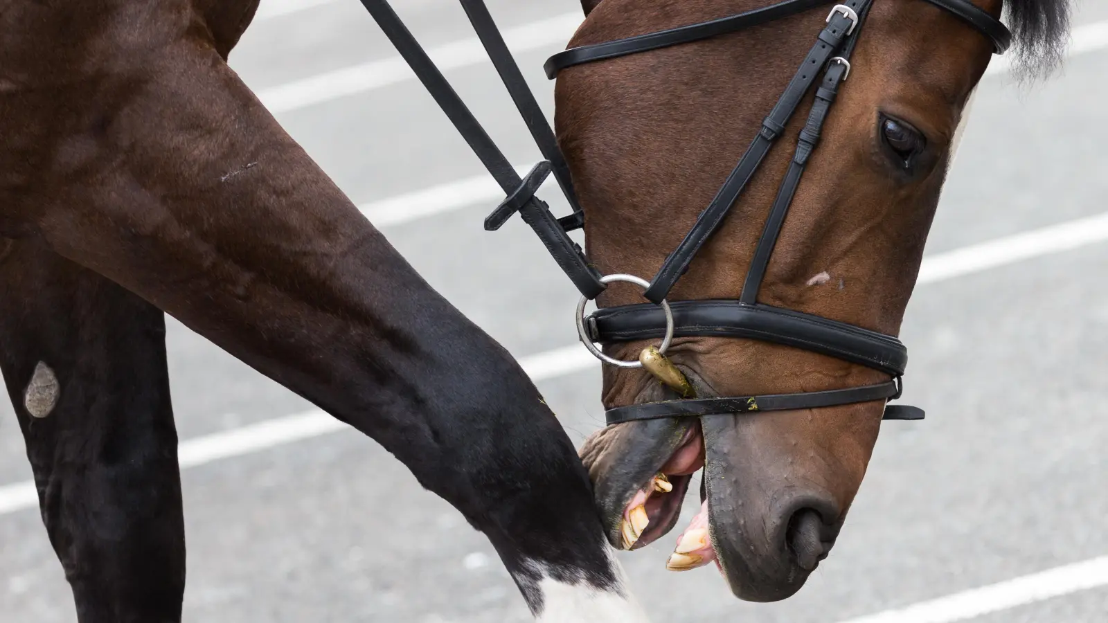 Bei einem Unfall mit einer Pferdekutsche im Landkreis Cham sind vier Personen verletzt worden.  (Symbolbild: Mohssen Assanimoghaddam/dpa)