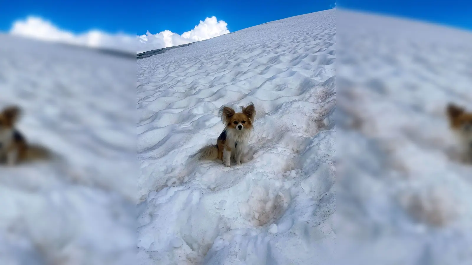 Ein Chihuahua hilft Rettern bei der Bergung seines Herrchens aus einer Gletscherspalte (Bild: --/Air Zermatt/dpa)