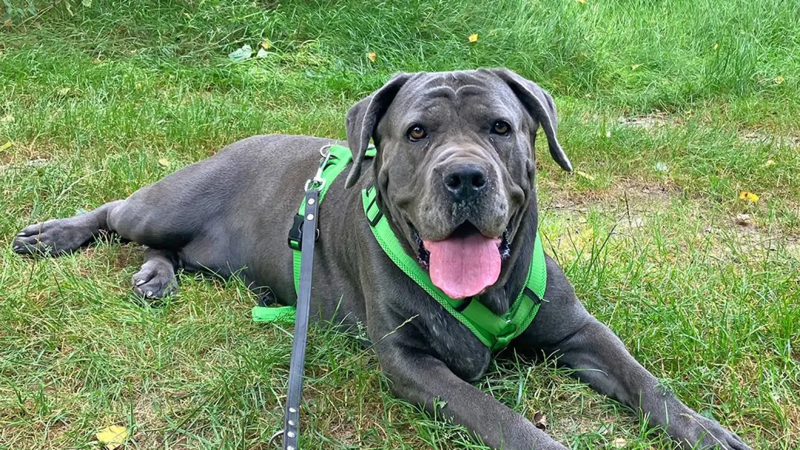 Cane Corso Waleska wird als sogenannter Kampfhund klassifiziert, zeigt aber kein aggressives Verhalten. (Bild: Stadt Weiden i.d.OPf.)