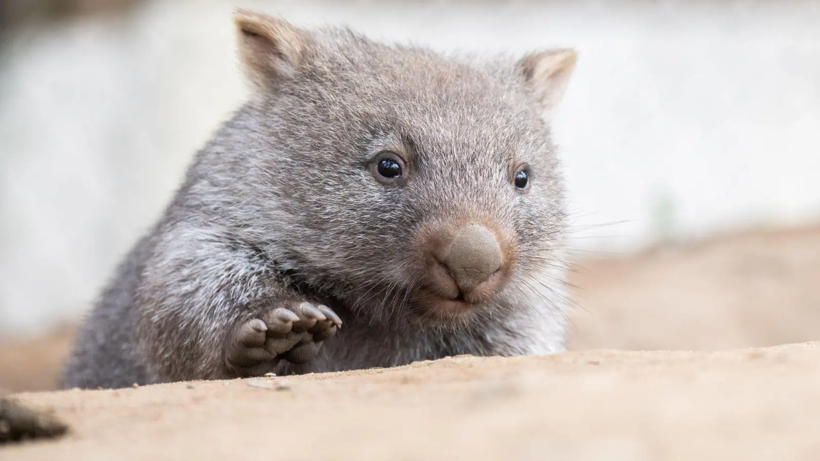 Tierschützer fürchten, dass das Wombat-Baby bei der Aktion verletzt wurde. (Symbolbild) (Bild: Julian Stratenschulte/dpa)