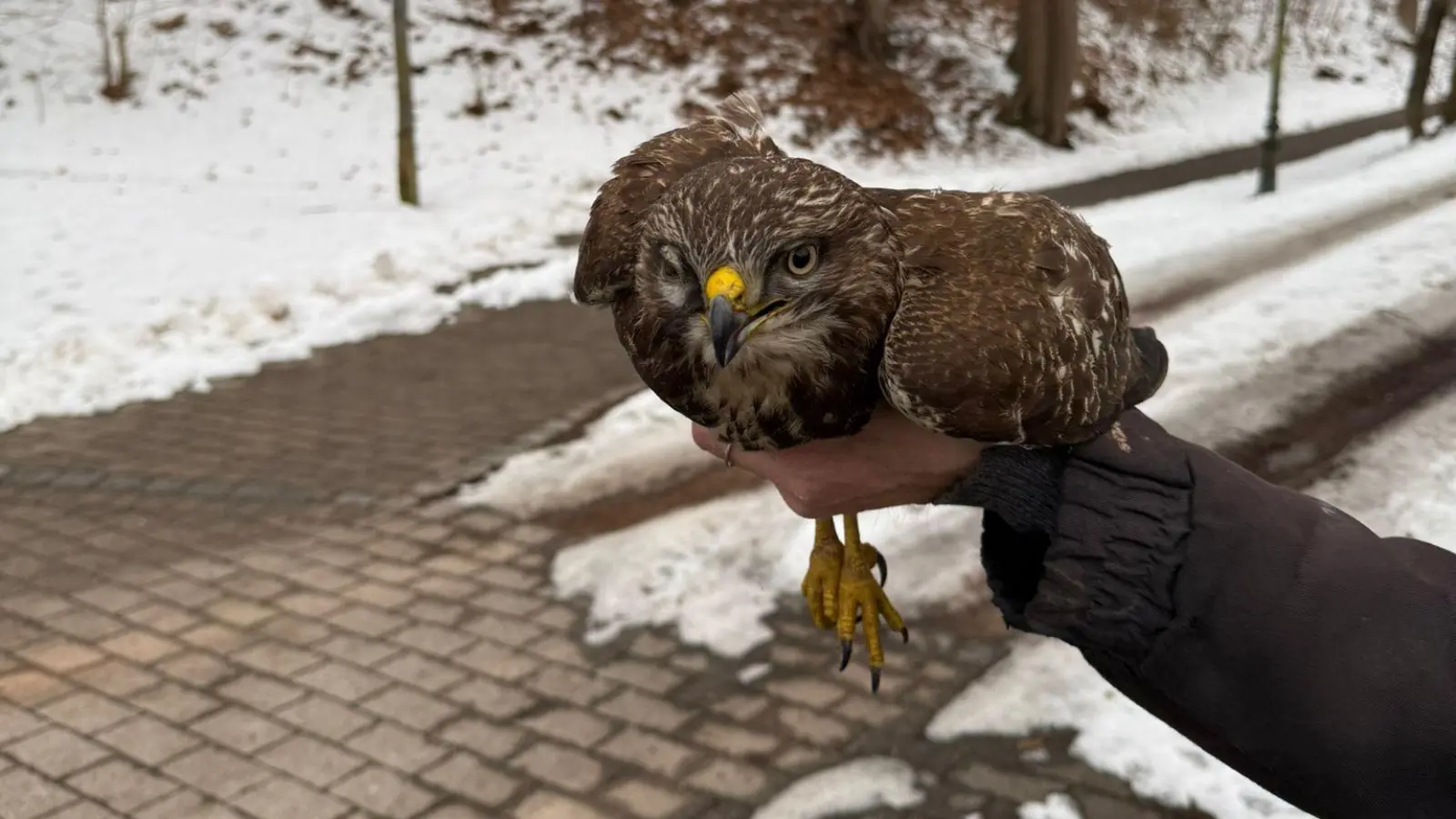 Am Dienstag hatte die Verkehrspolizeiinspektion einen nicht ganz alltäglichen Einsatz auf der A 93: Ein verletzter Bussard musste von der Autobahn geborgen werden. (Bild: POM Burchazky, Verkehrspolizeiinspektion Weiden)
