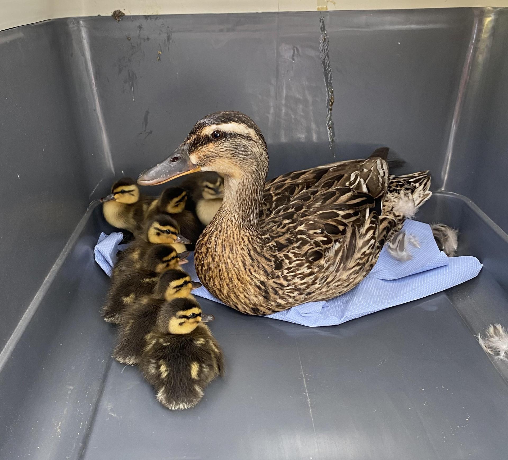 In einer Box der Feuerwehr war die Entenmama mit ihren Küken in Sicherheit.  (Bild: Feuerwehr Schwarzenfeld)