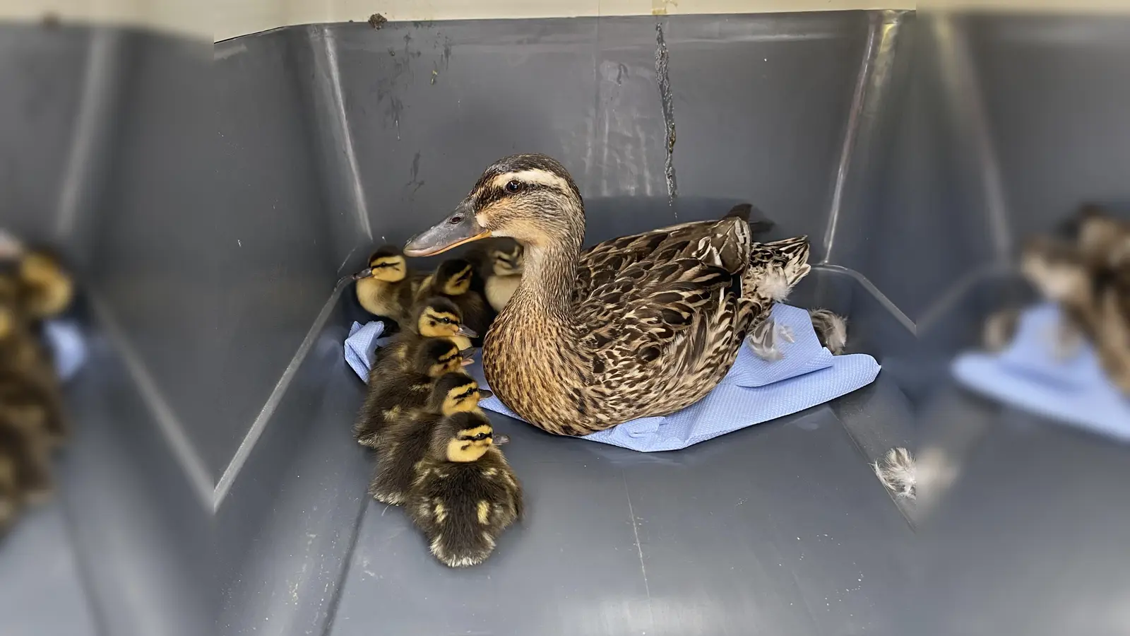 In einer Box der Feuerwehr war die Entenmama mit ihren Küken in Sicherheit.  (Bild: Feuerwehr Schwarzenfeld)
