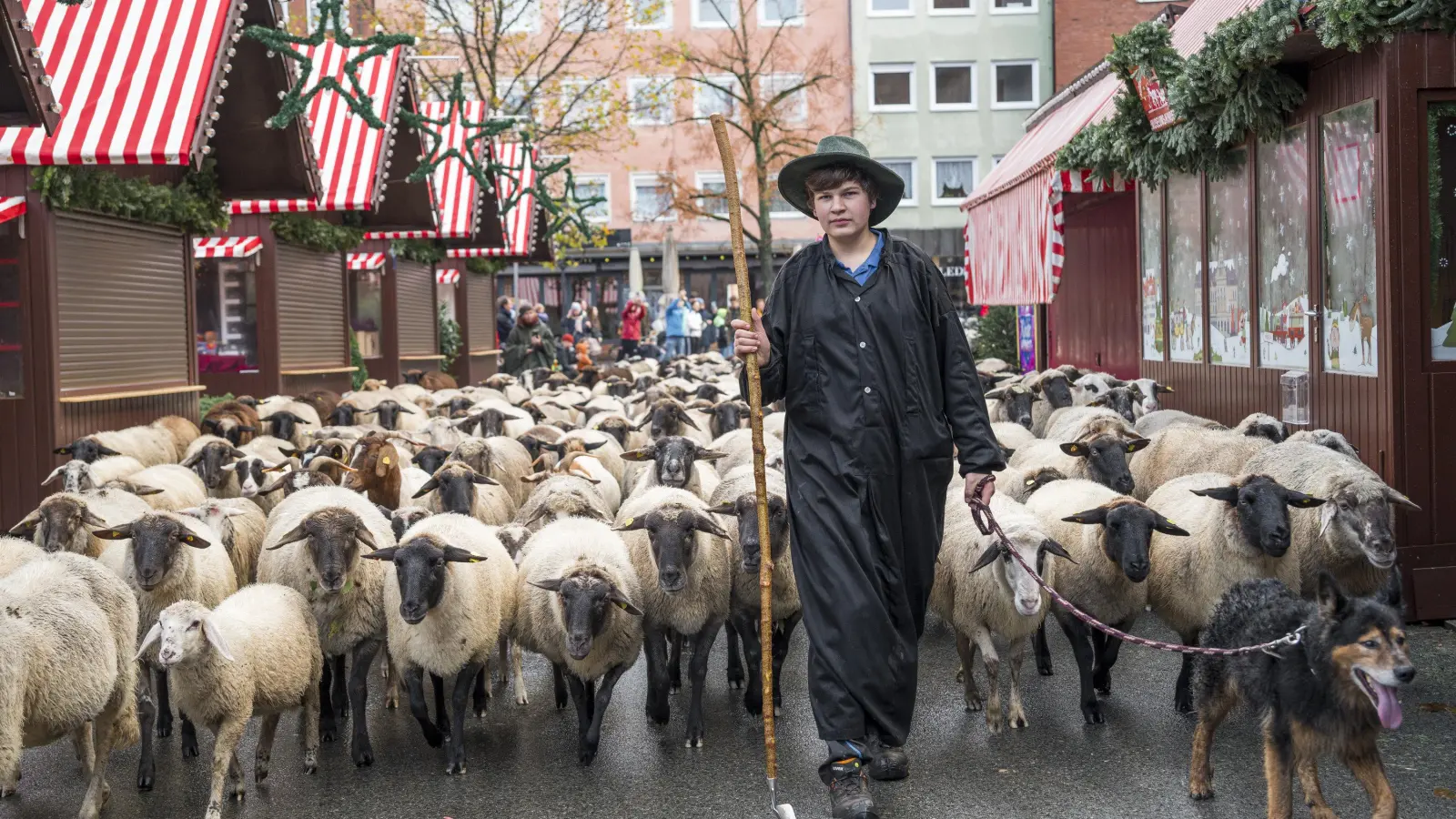 600 Schafe ziehen durch die Nürnberger Innenstadt um vom Pegnitz-Tal aus in ihr Winterquartier westlich der Stadt zu gelangen.  (Bild: Daniel Vogl)