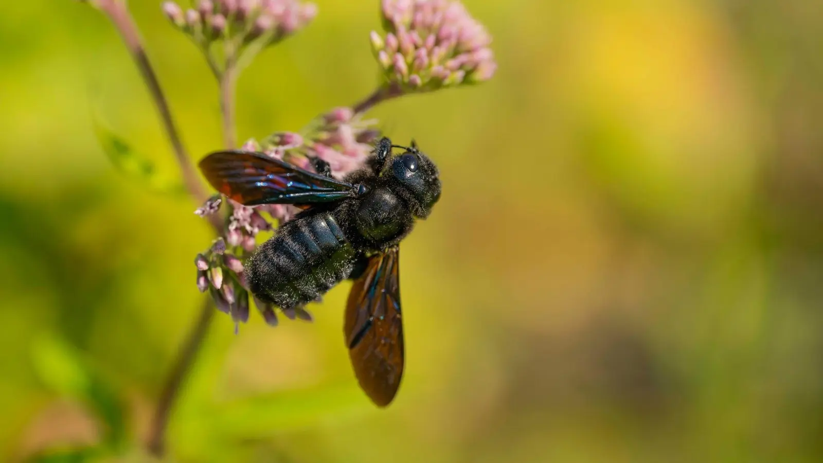 Blauschwarze Holzbienen zählen zu den größten Wildbienen in Deutschland. (Bild: Jürgen Busse/NABU/dpa)