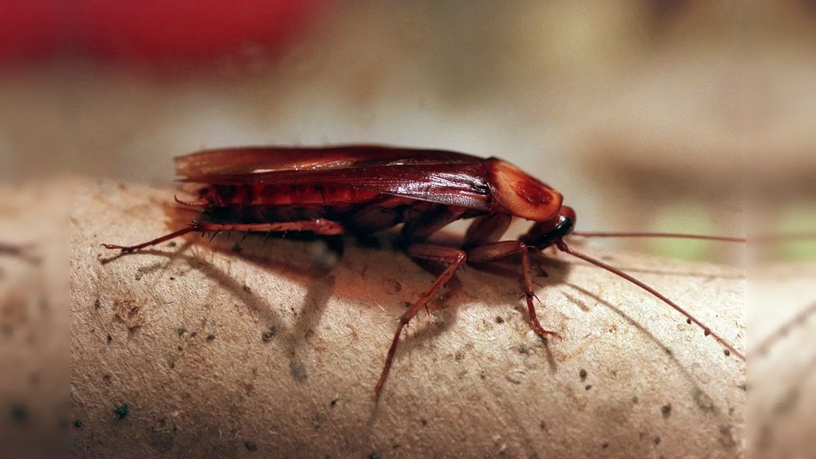 Die Gesundheitsbehörde warnt vor dem rasanten Anstieg der Kakerlakenpopulation in Spanien. (Bild: Stephanie Pilick/dpa)