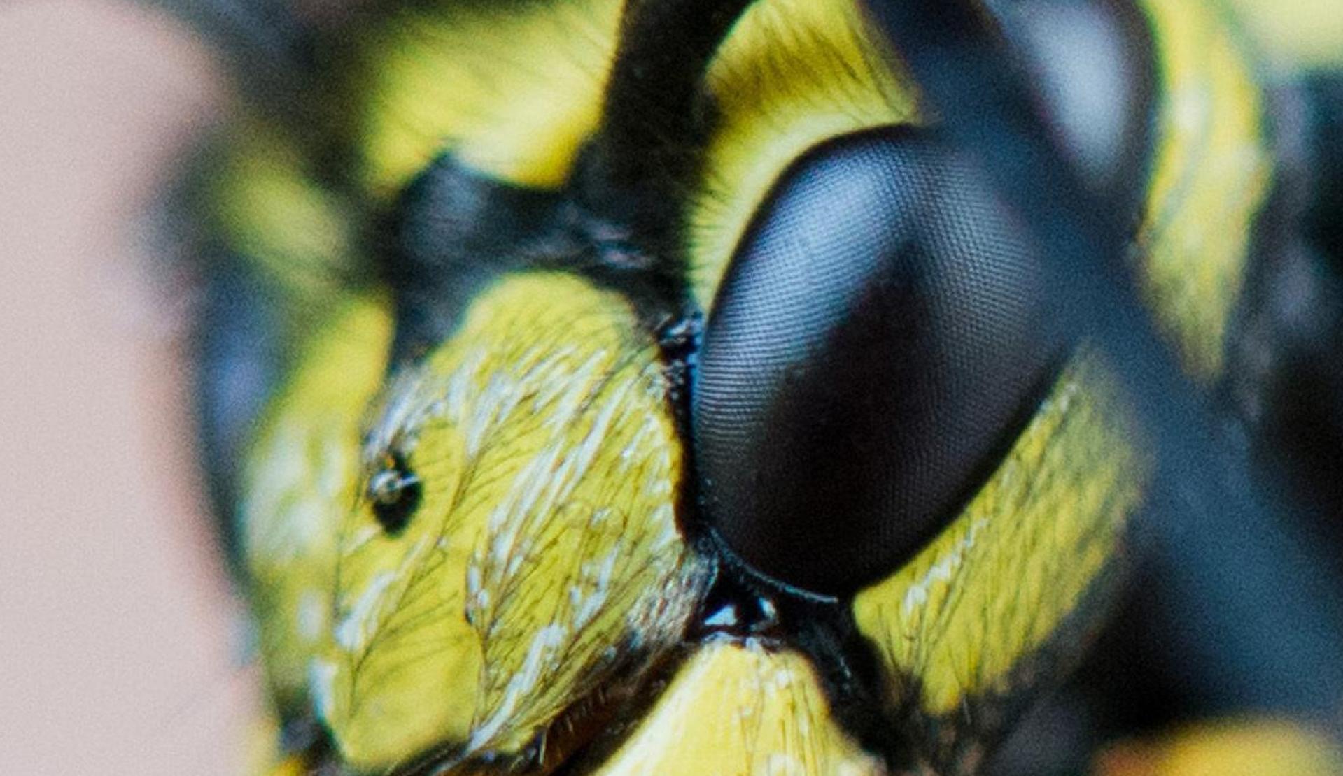 Beim Wandern in Zillertal erlitt die Frau einen allergischen Schock.  (Bild: Julian Stratenschulte/dpa)