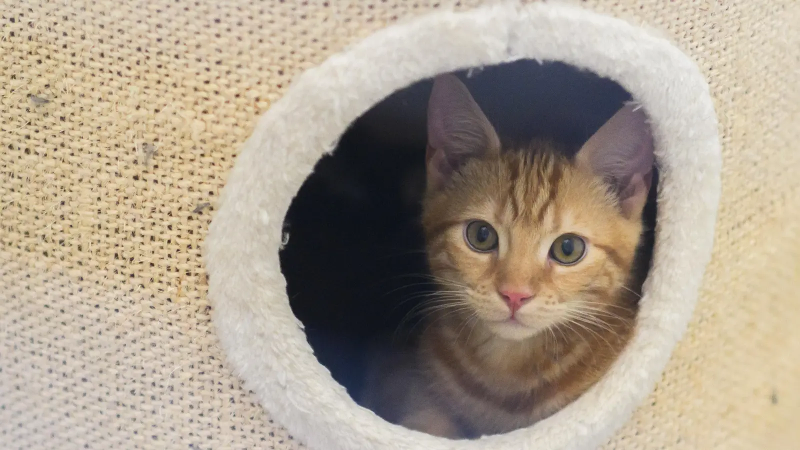 Aus einer verwahrlosten Wohnung in Schwandorf befreit die Polizei zwei Katzen und bringt sie ins Tierheim.  (Symbolbild: Julian Stratenschulte/dpa)