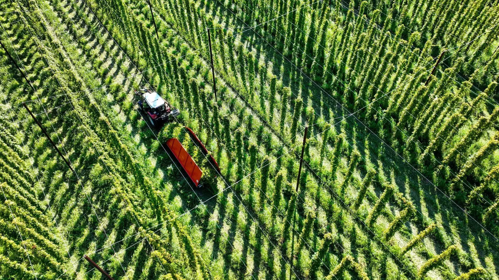 Das sich verändernde Klima stellt die Landwirte auch beim Anbau von Hopfen vor Herausforderungen. (Bild: Felix Kästle/dpa)