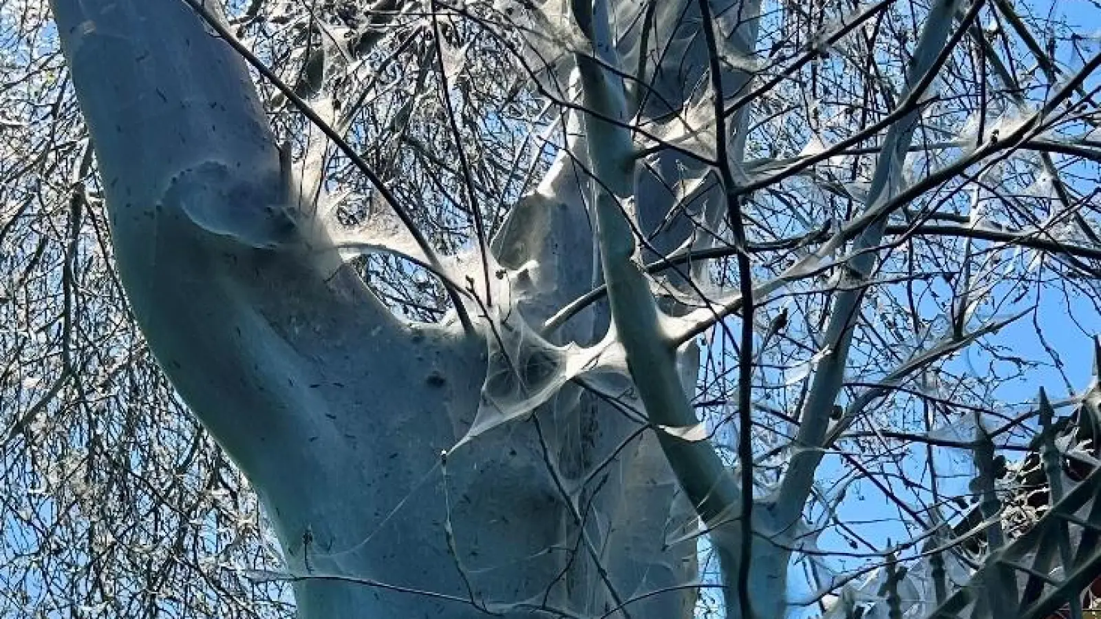 Gespinstmotten stellen nach Angaben der Stadt Weiden keine Gefahr für Mensch und Natur dar. (Bild: Stadt Weiden)