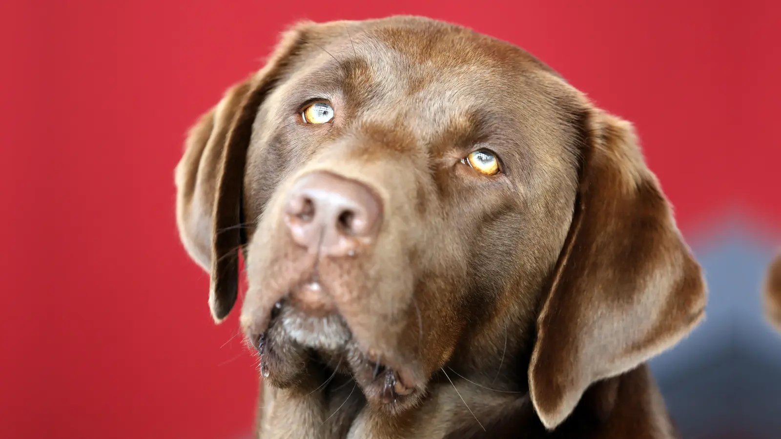 Ein Labrador, der von einem Jäger im Hirschwald gefunden wurde, möchte nach Hause. (Symbolbild: Bernd Wüstneck/dpa)