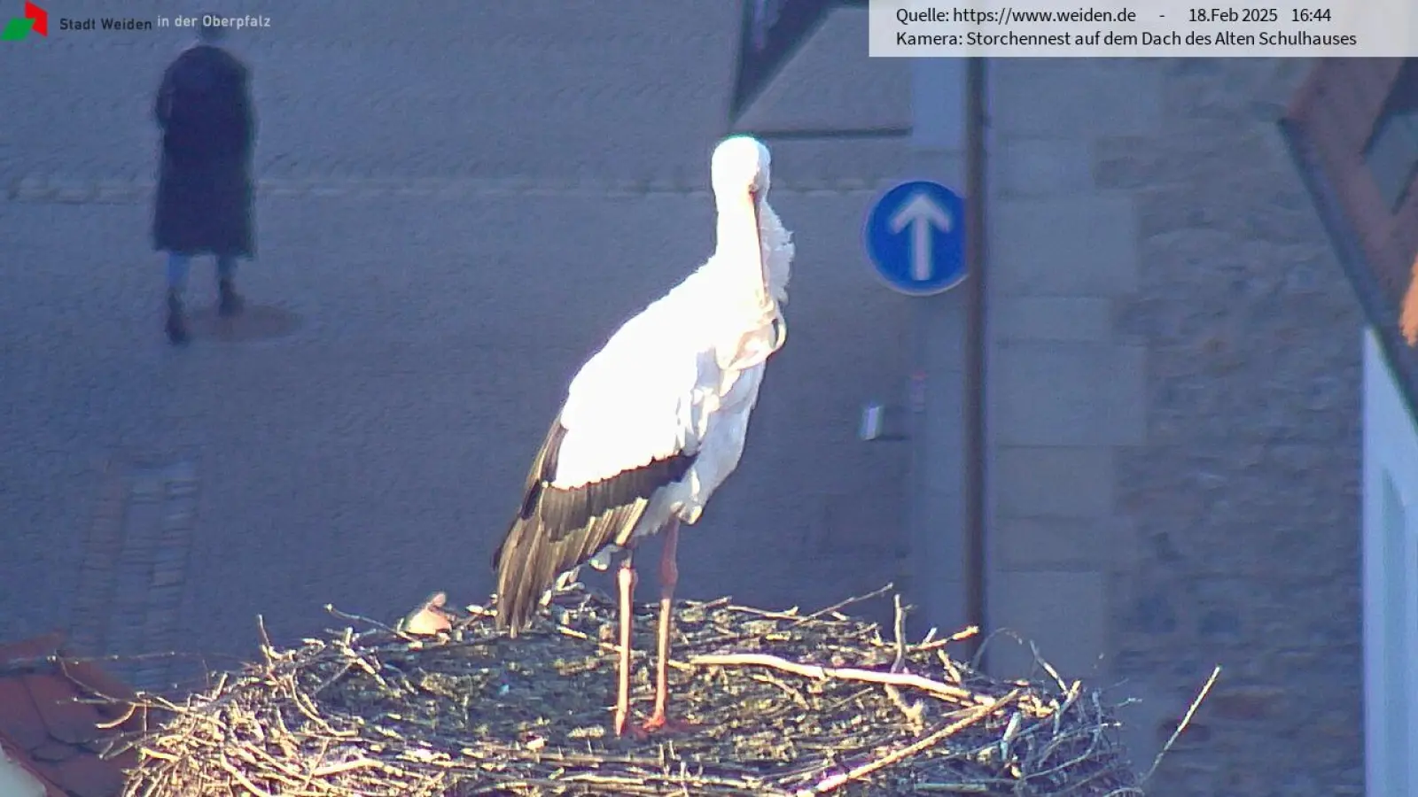Die Webcam der Stadt Weiden zeigt am Dienstagnachmittag einen Storch im Horst auf dem Alten Schulhaus. (Bild: Screenshot: Storchen-Webcam Stadt Weiden)