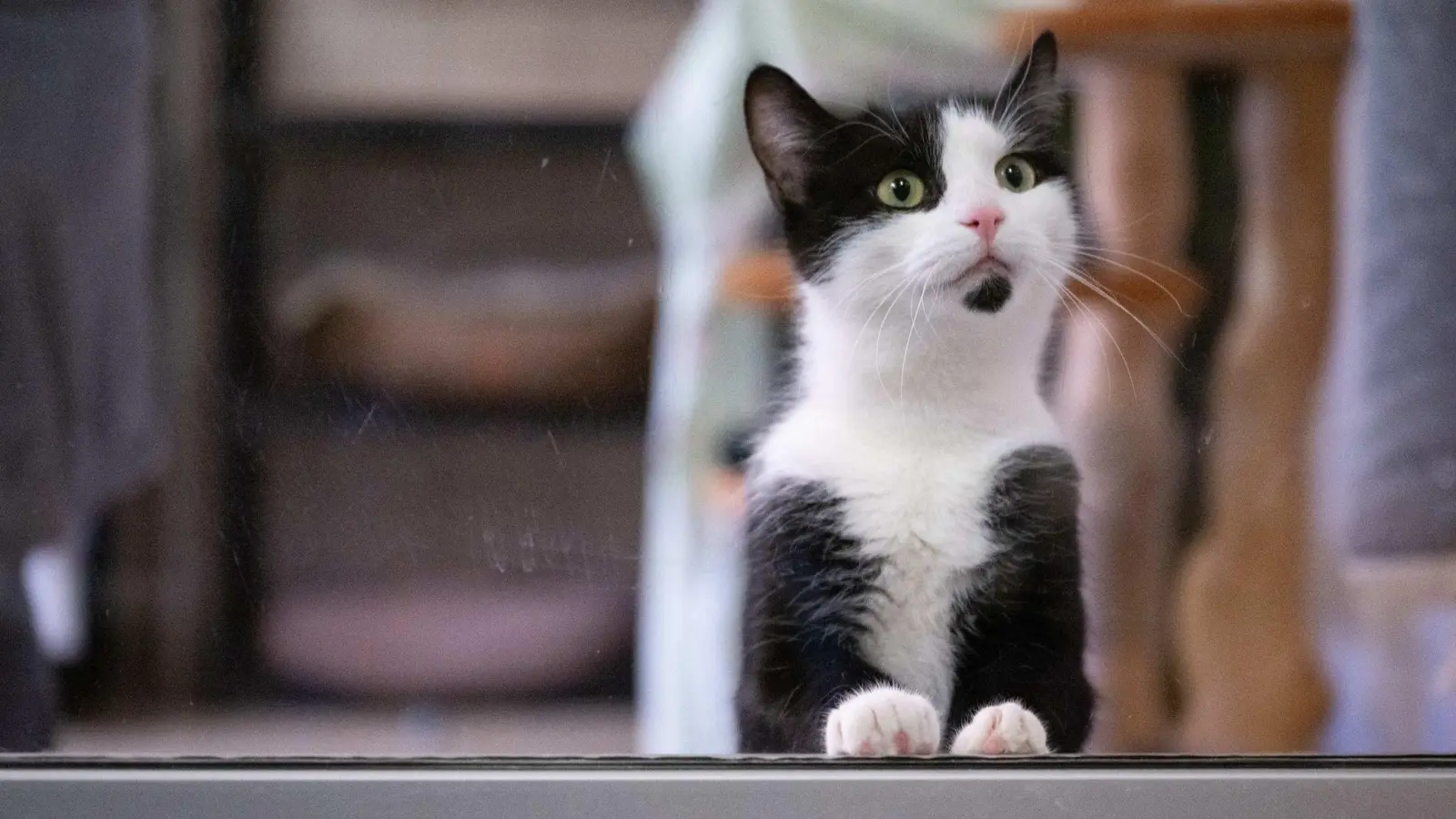 In Deutschland gibt es bislang keine allgemeine Chip- und Registrierungspflicht für alle Hunde und Katzen. (Bild: Sebastian Kahnert/dpa)