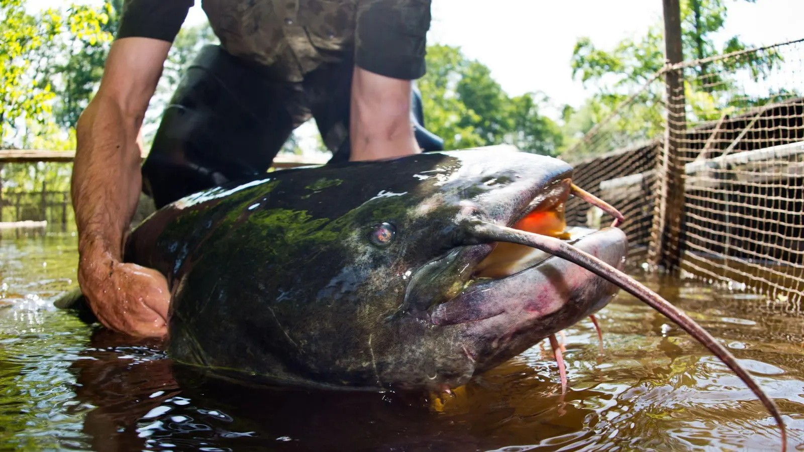 Die Ermittlungen wegen eines möglichen Verstoßes gegen das Tierschutzgesetz wurden eingestellt. (Bild: Patrick Pleul/dpa-Zentralbild/dpa)