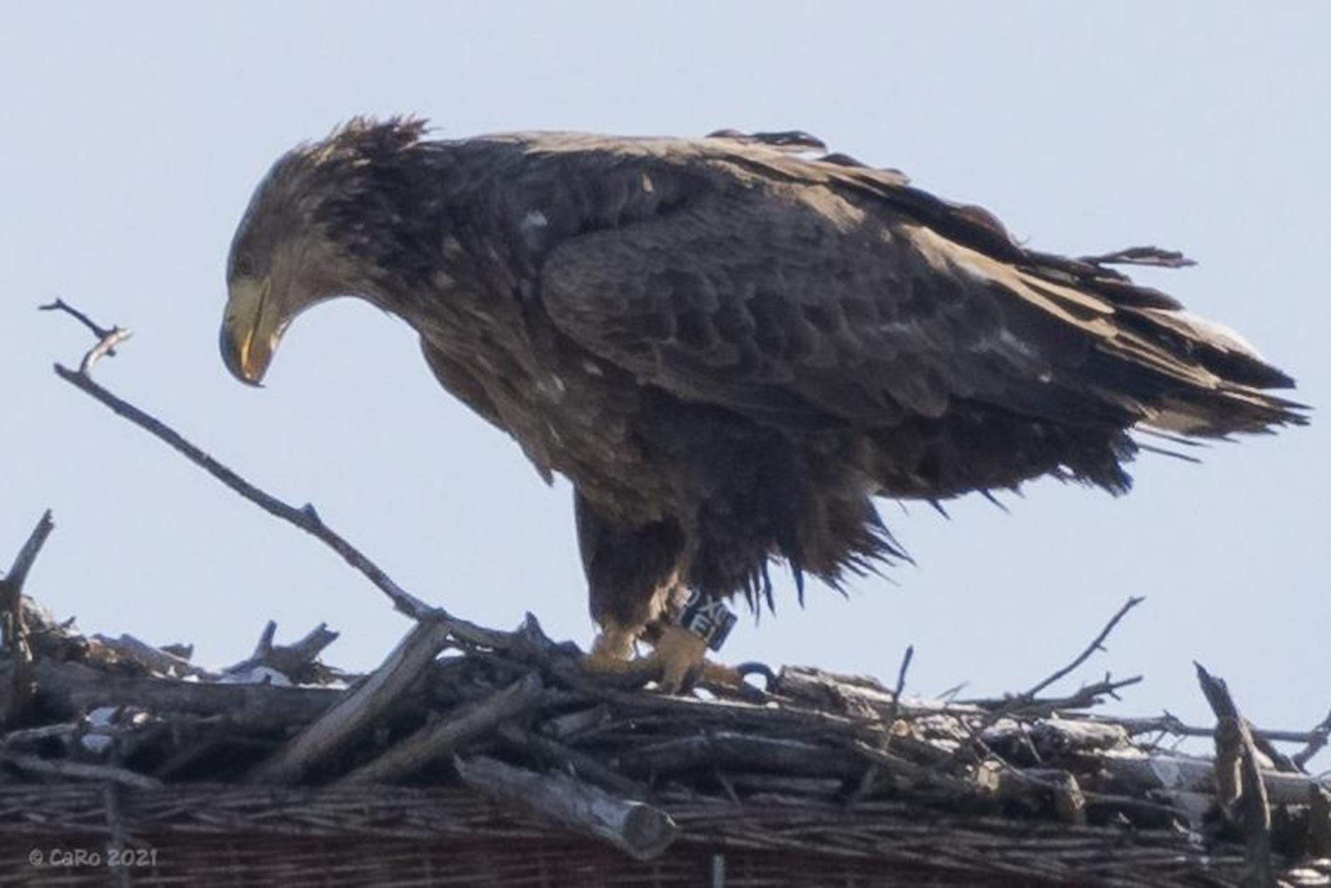 Ein solches Seeadler-Weibchen ist bei Hahnbach an Rattengift verendet. (Symbolbild: Carsten Rhode/exb)