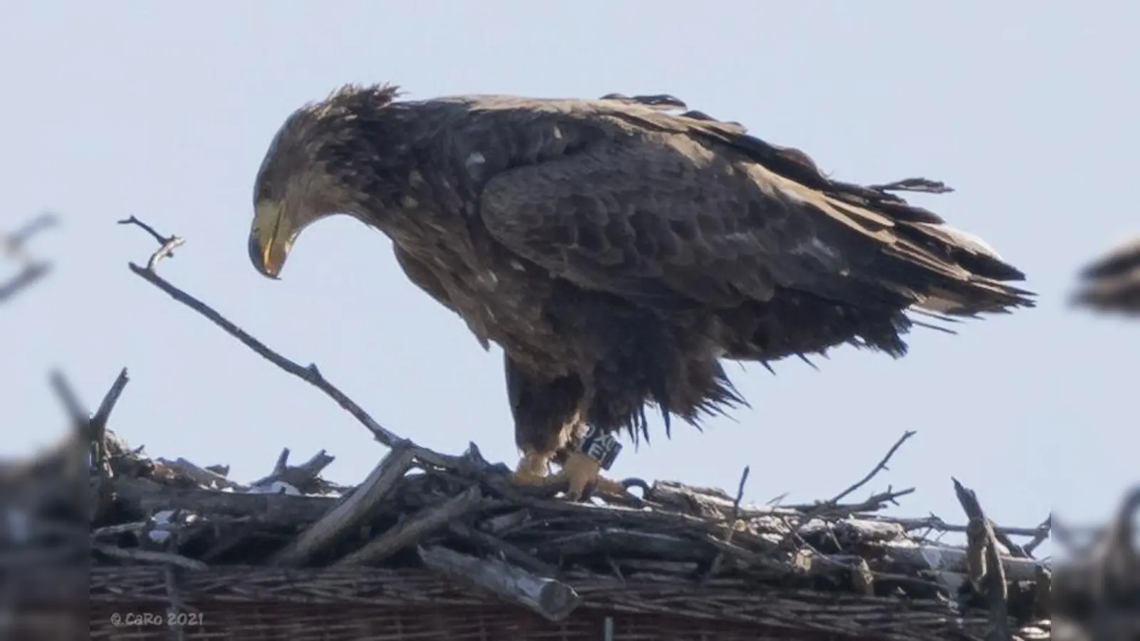 Ein solches Seeadler-Weibchen ist bei Hahnbach an Rattengift verendet. (Symbolbild: Carsten Rhode/exb)