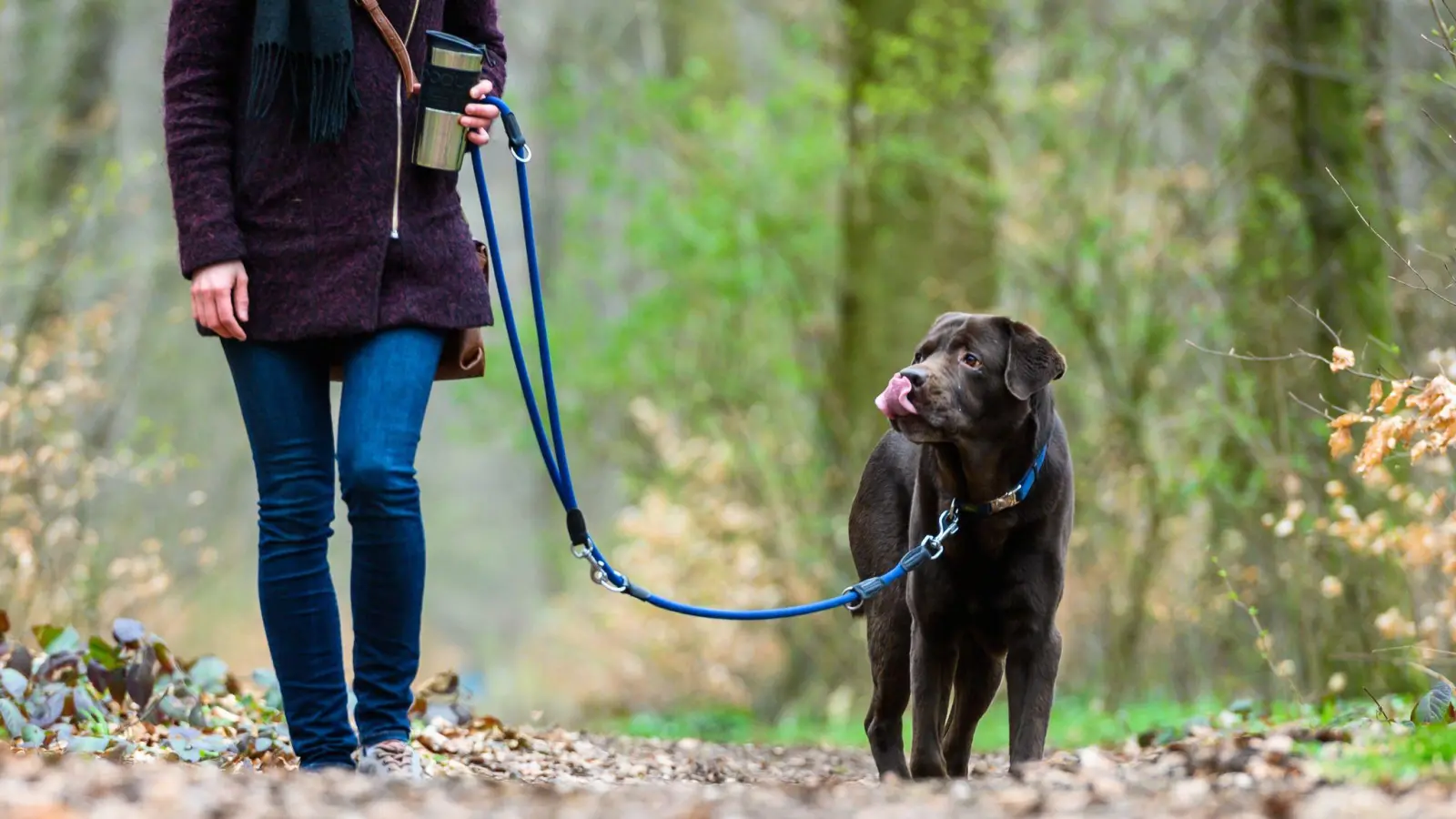 Das Veterinäramt Weiden gibt Entwarnung: Hundebesitzer in Weiden müssen keine Angst vor Staupe und Zwingerhusten haben.  (Symbolbild: Christophe Gateau/dpa)