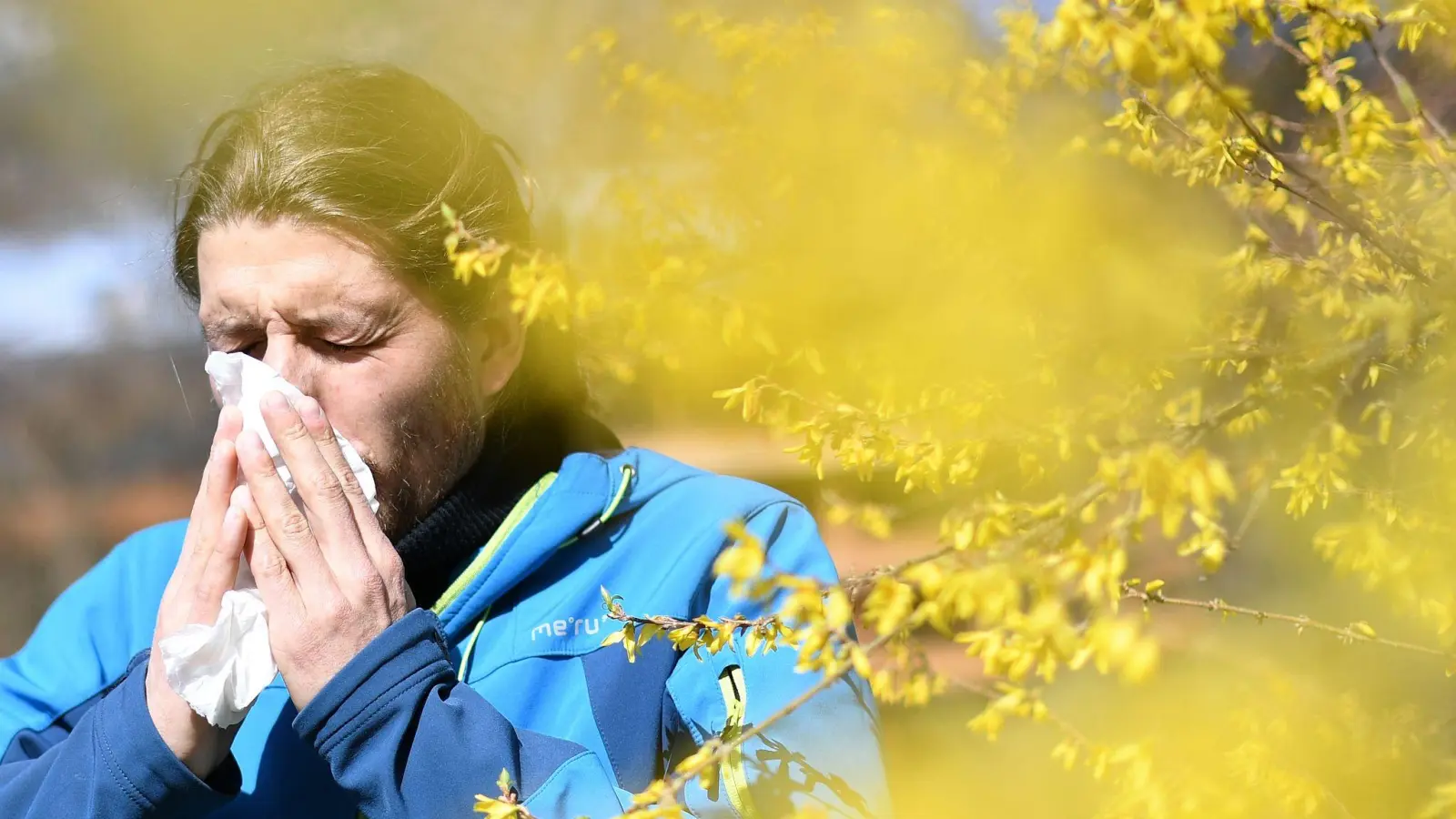 Daten zum Pollenflug sind in Bayern online abrufbar. (Symbolbild) (Bild: Angelika Warmuth/dpa)