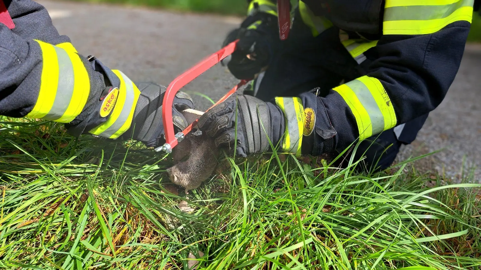 Die Feuerwehr befreit den Siebenschläfer aus seiner Notlage. (Bild: Berufsfeuerwehr München/dpa)