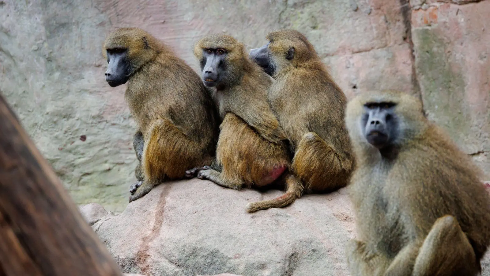 Einige der Guinea-Paviane im Nürnberger Zoo sollen aus Platzgründen getötet werden. (Archivbild) (Bild: Daniel Karmann/dpa)