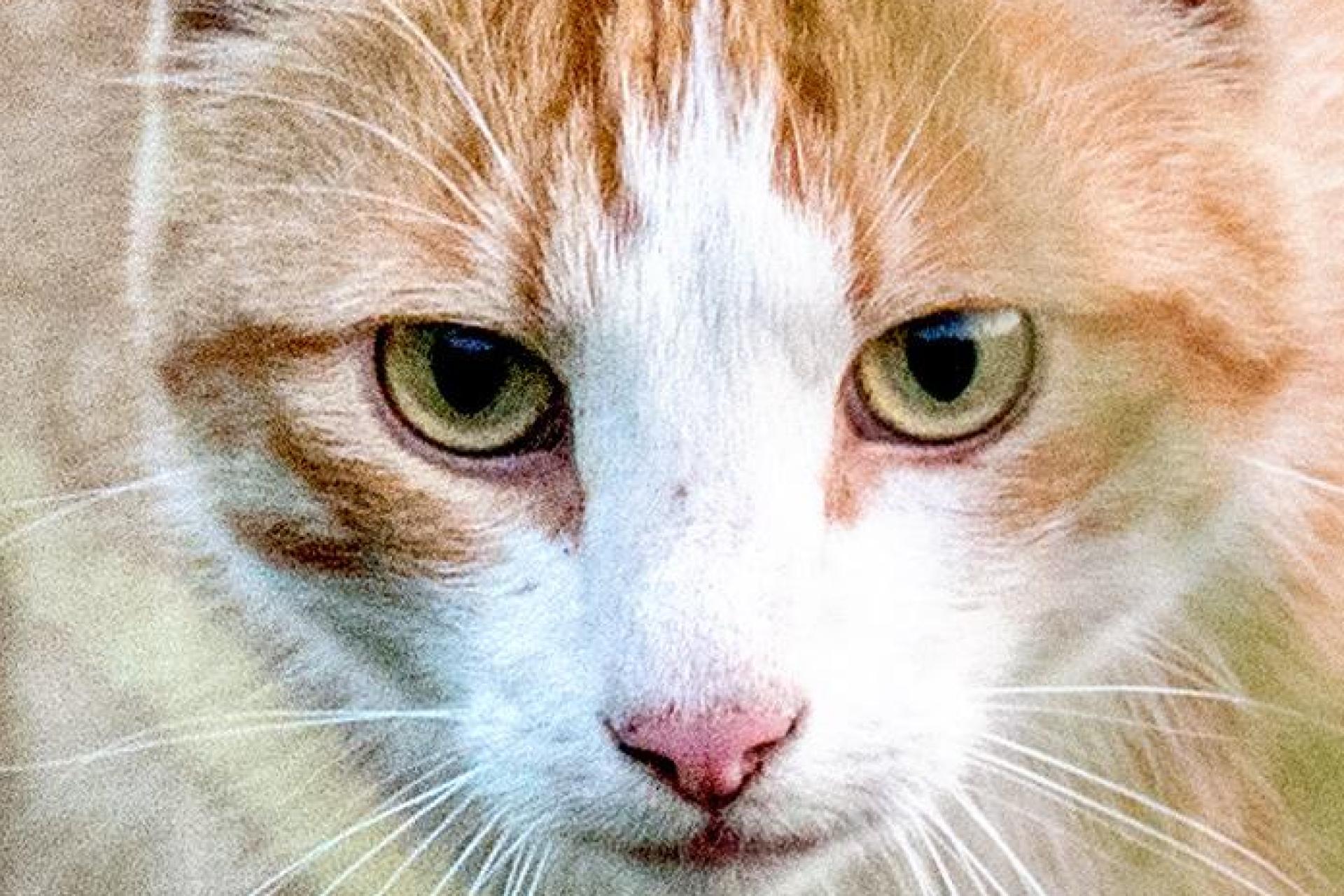 In Maxhütte-Haidhof schießt ein Unbekannter mit einem Luftgewehr auf eine Katze. (Symbolbild: Hauke-Christian Dittrich/dpa)