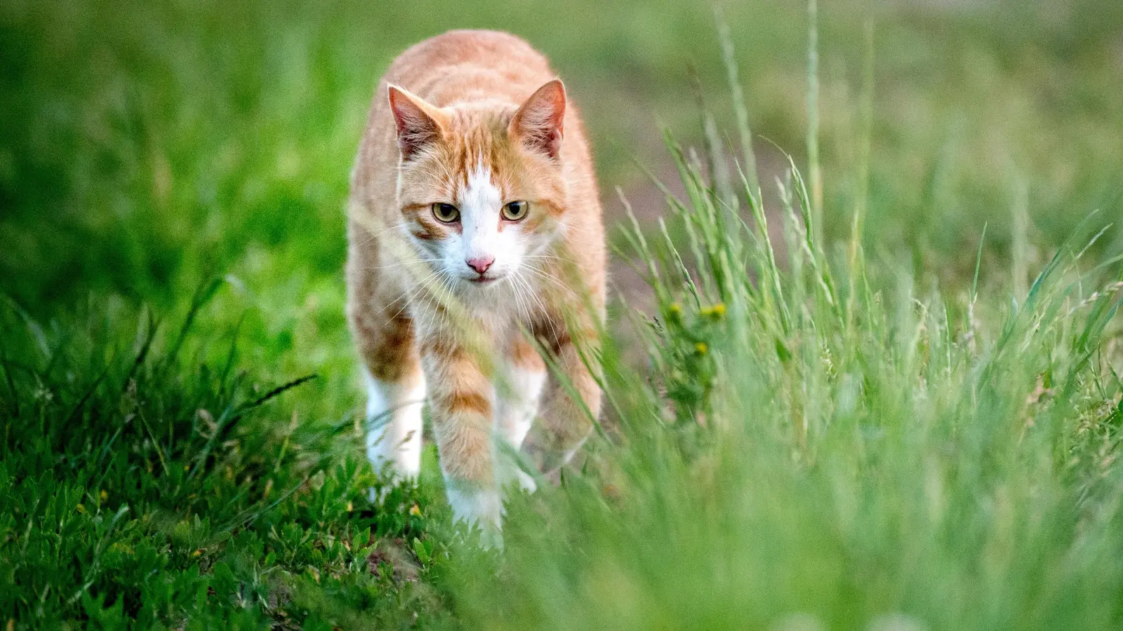 In Maxhütte-Haidhof schießt ein Unbekannter mit einem Luftgewehr auf eine Katze. (Symbolbild: Hauke-Christian Dittrich/dpa)