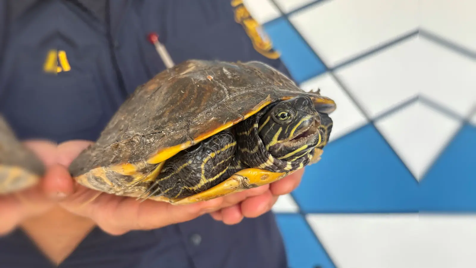 Eine Schildkröte ist bei der Polizei Weiden abgegeben worden.  (Bild: PI Weiden)