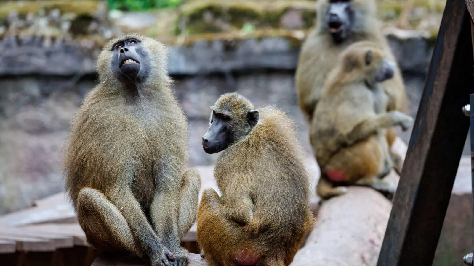 Die Tötung der Paviane hat viele Menschen emotional berührt.  (Bild: Daniel Karmann/dpa)