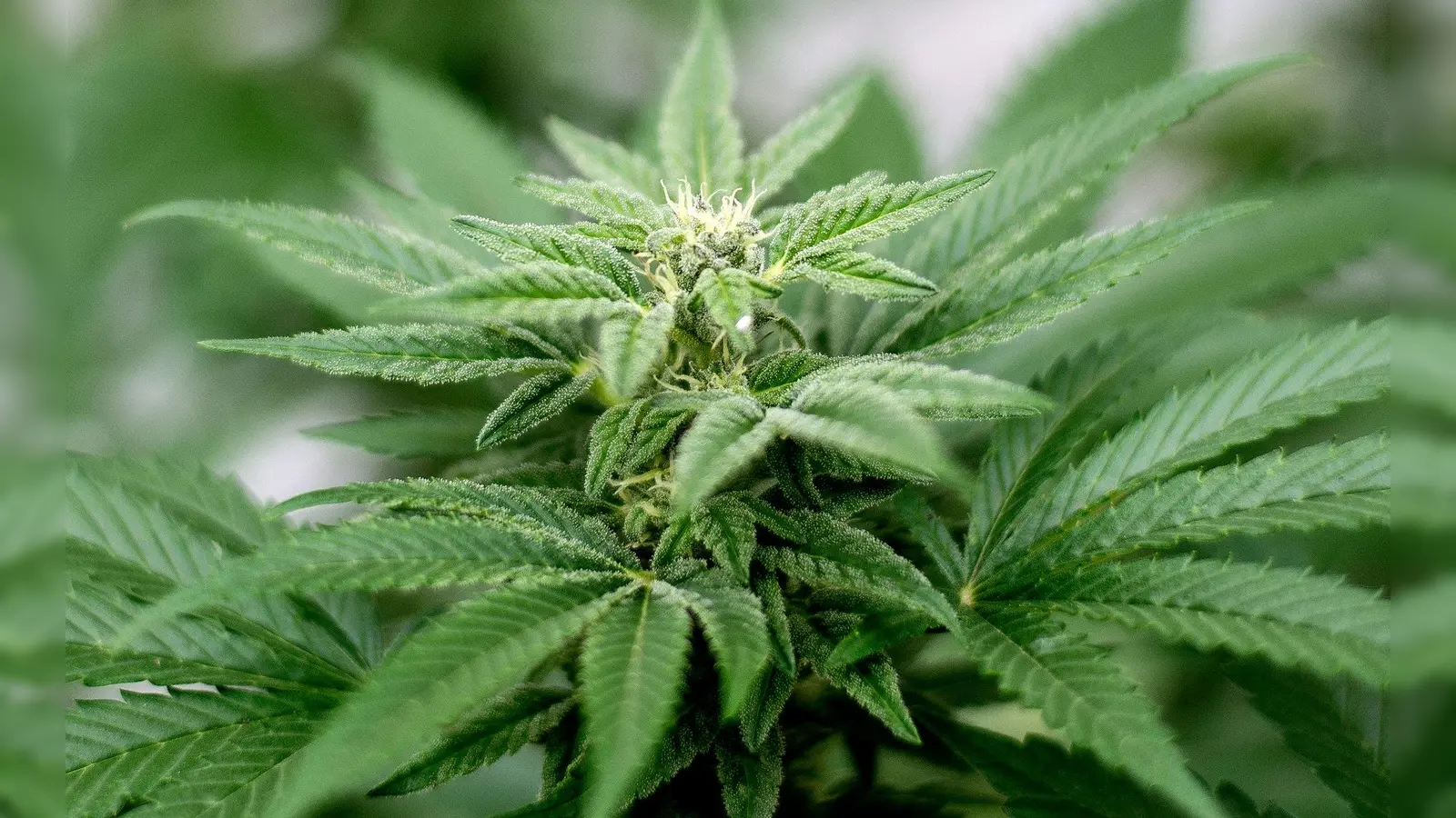 Privater Cannabis-Anbau ist seit dem 1. April legal. (Bild: Matt Masin/Zuma Press/dpa)