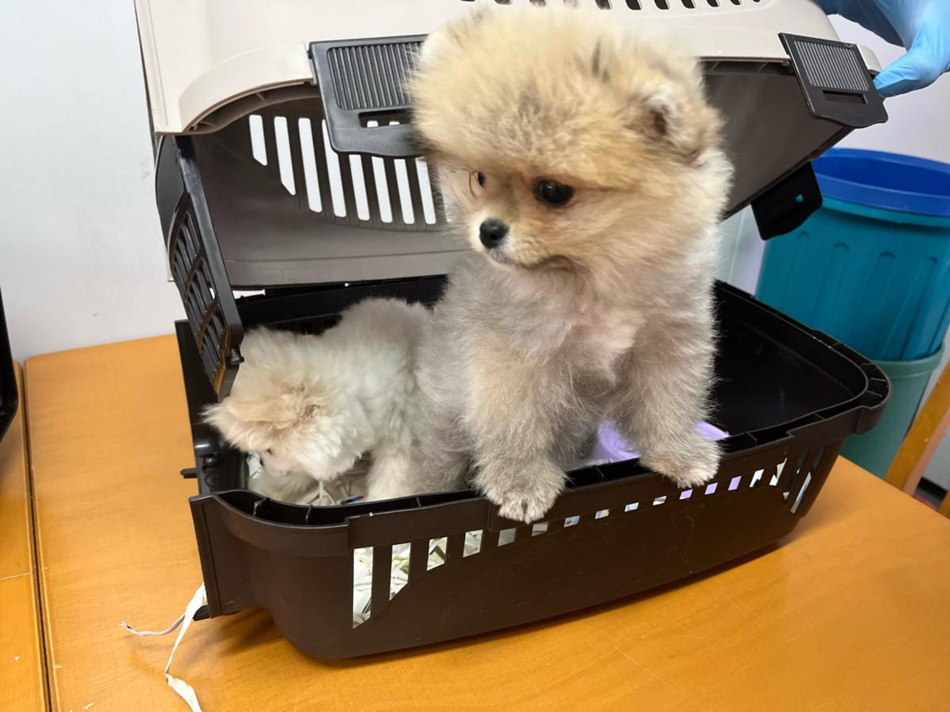 Die Grenzpolizei Selb hat einen illegalen Welpentransport gestoppt. (Bild: Polizei Selb)