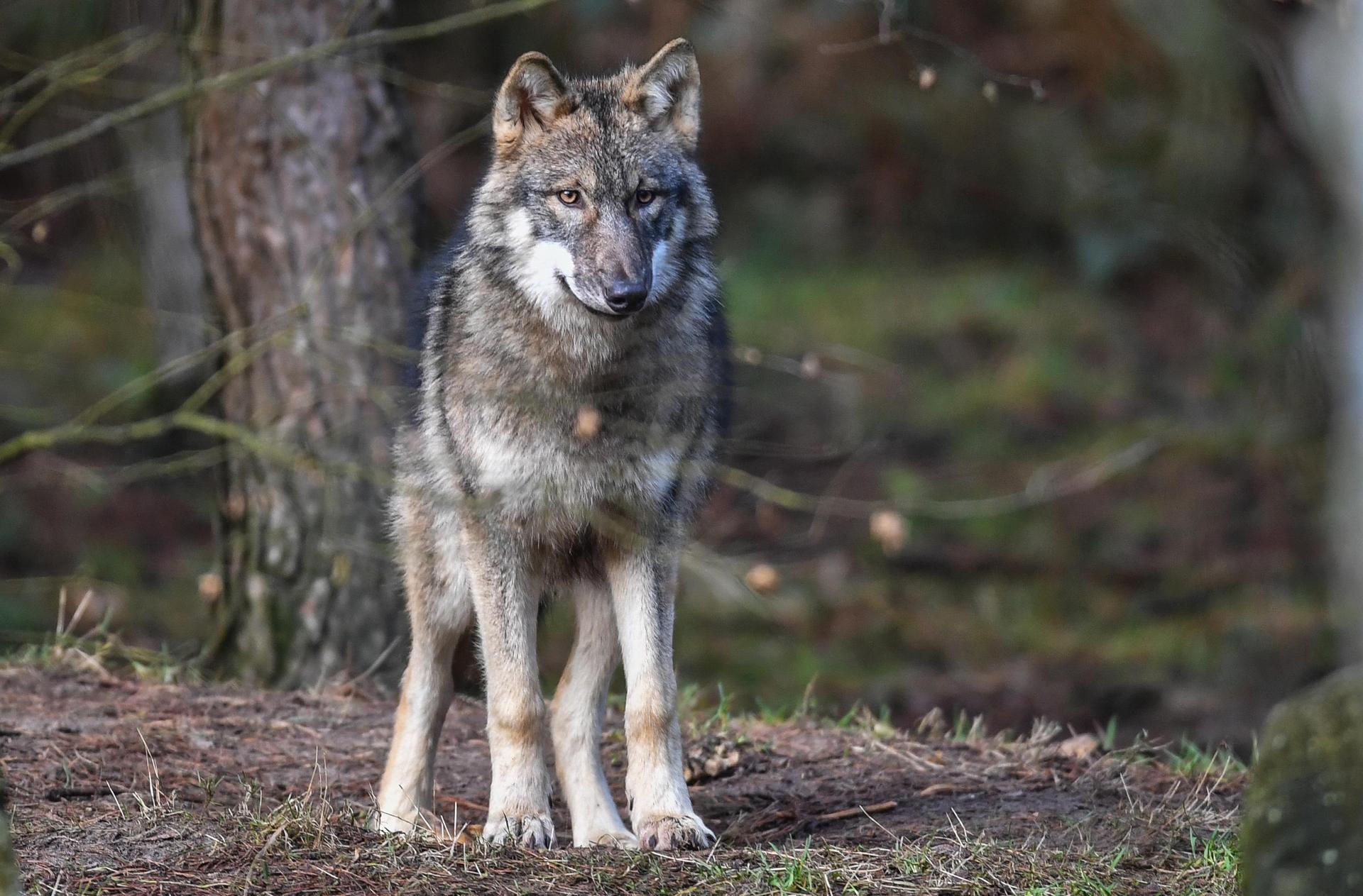 Ein toter Jungwolf wurde im Staatsforst Kitschenrain bei Troschenreuth entdeckt. Die Polizei ermittelt wegen eines möglichen Verstoßes gegen das Naturschutzgesetz. (Symbolbild: Patrick Pleul/dpa )