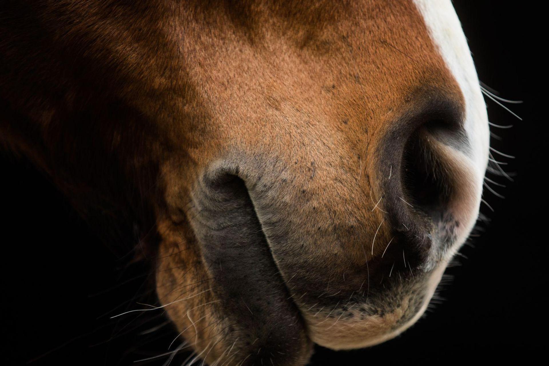 Das Pferd trat in ein Loch und stürzte. (Symbolbild) (Bild: Rolf Vennenbernd/dpa)