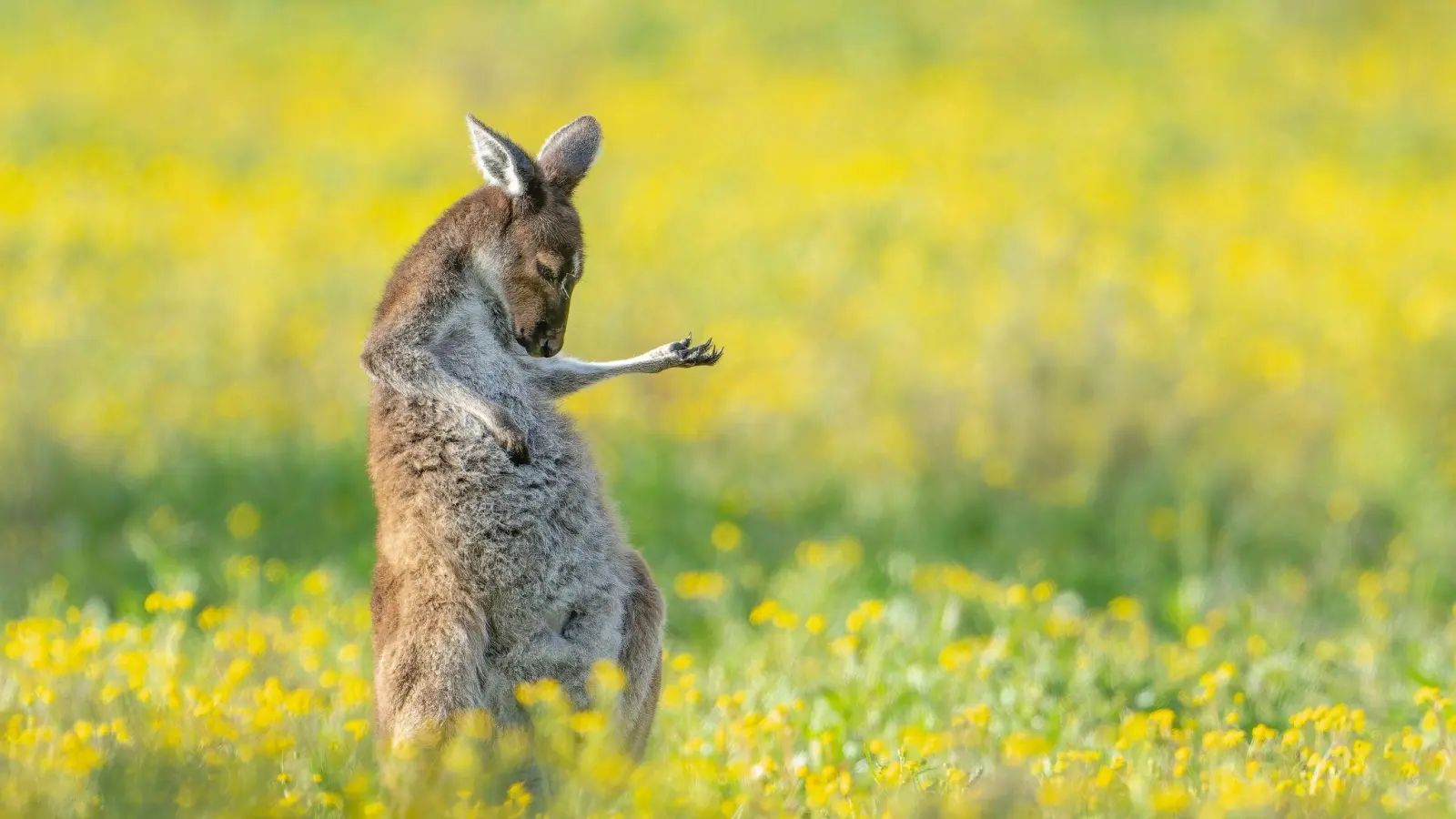 Rock The House: „Air Guitar Roo“ von Jason Moore. (Bild: Jason Moore/Comedy Wildlife Awards 2023/dpa)