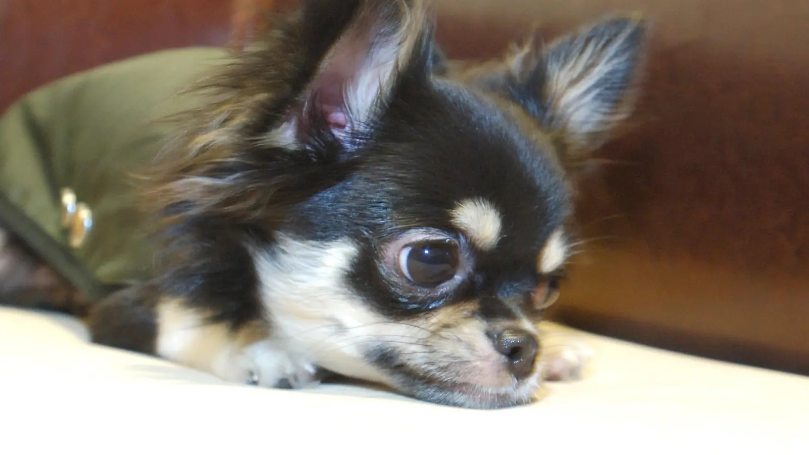 Chihuahuas gehören zu den kleinsten Rassehunden der Welt. Am Montag wurde ein Chihuahua in Neustadt/WN von einem großen Hund angegriffen. (Bild: Wolfgang Langenstrassen / dpa)