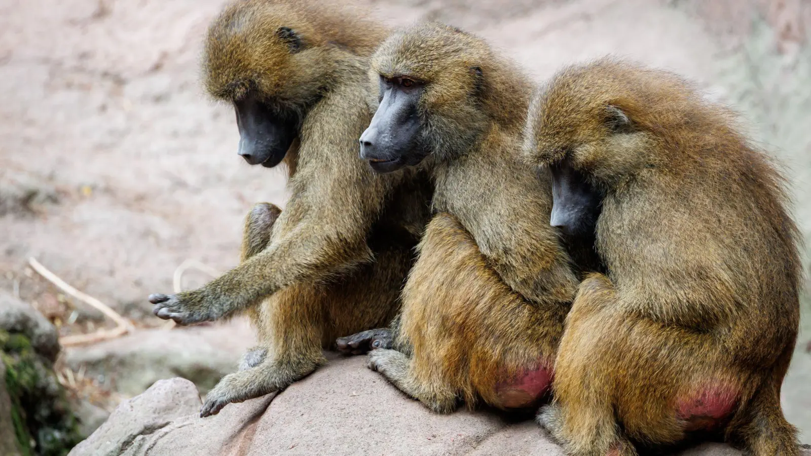 Der Tiergarten hat nun seine Pläne in die Tat umgesetzt - obwohl Tierschutz- und Tierrechtsorganisationen diese scharf kritisiert hatten. (Archivbild: Daniel Karmann/dpa)
