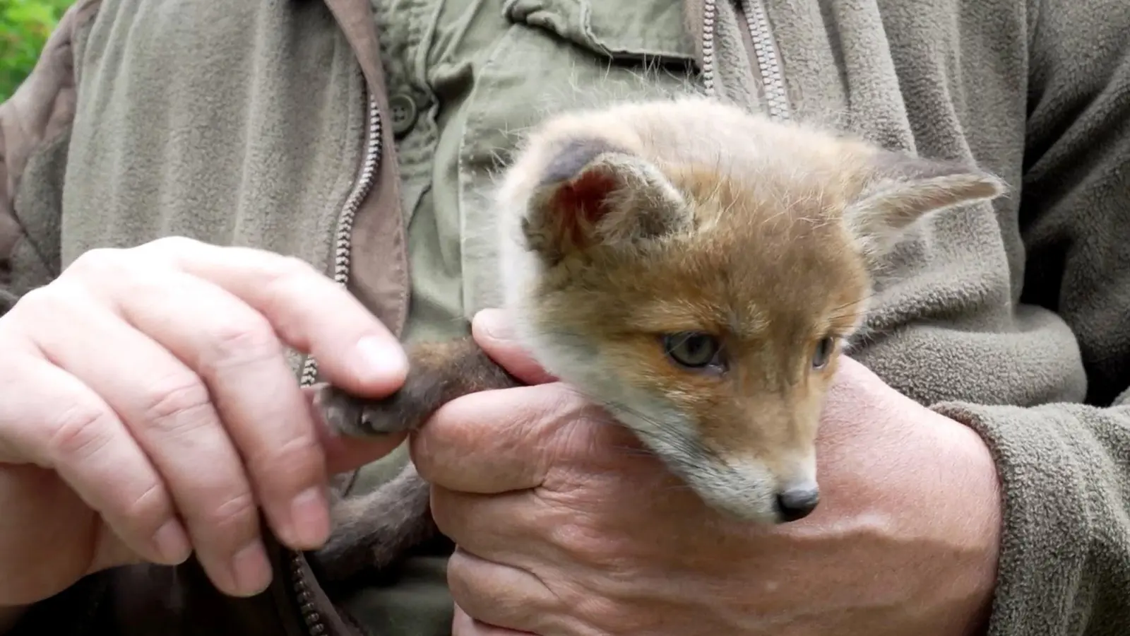 Vermutlich noch jünger als dieser fünf Wochen alte Fuchs war der Fuchswelpe, den eine Spaziergängerin bei Pirk entdeckt hat. (Symbolbild: Julius-Christian Schreiner/dpa)
