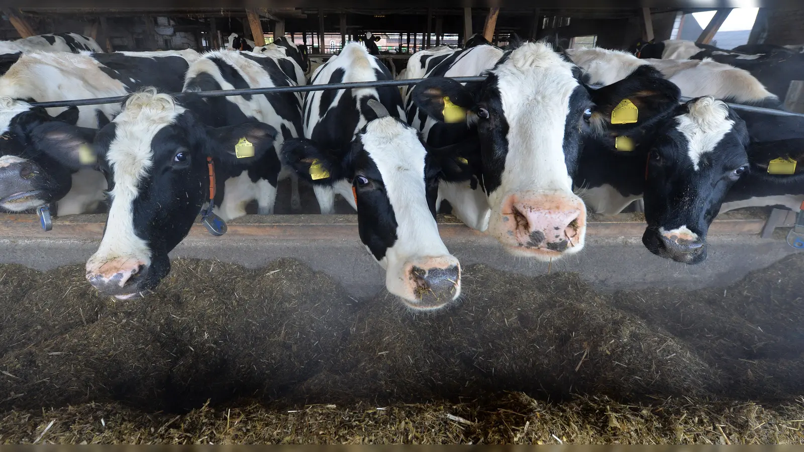 Den allermeisten Landwirten ist das Wohl ihrer Tiere ein Anliegen. In Weiden wurde nun aber ein Landwirt zu einer Haftstrafe verurteilt, weil er Kühe und andere Tiere leiden ließ. (Symbolbild: Carmen Jaspersen/dpa)