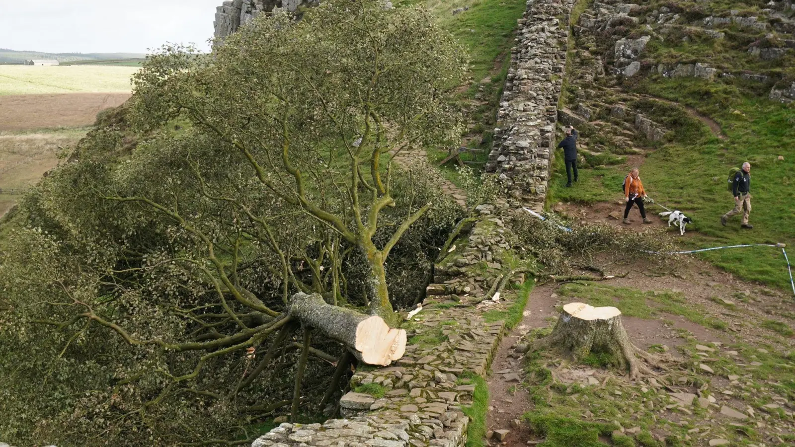 Der illegal gefällte Berg-Ahorn-Baum („Sycamore Tree“) am Hadrianswall in Northumberland. (Bild: Owen Humphreys/PA Wire/dpa)