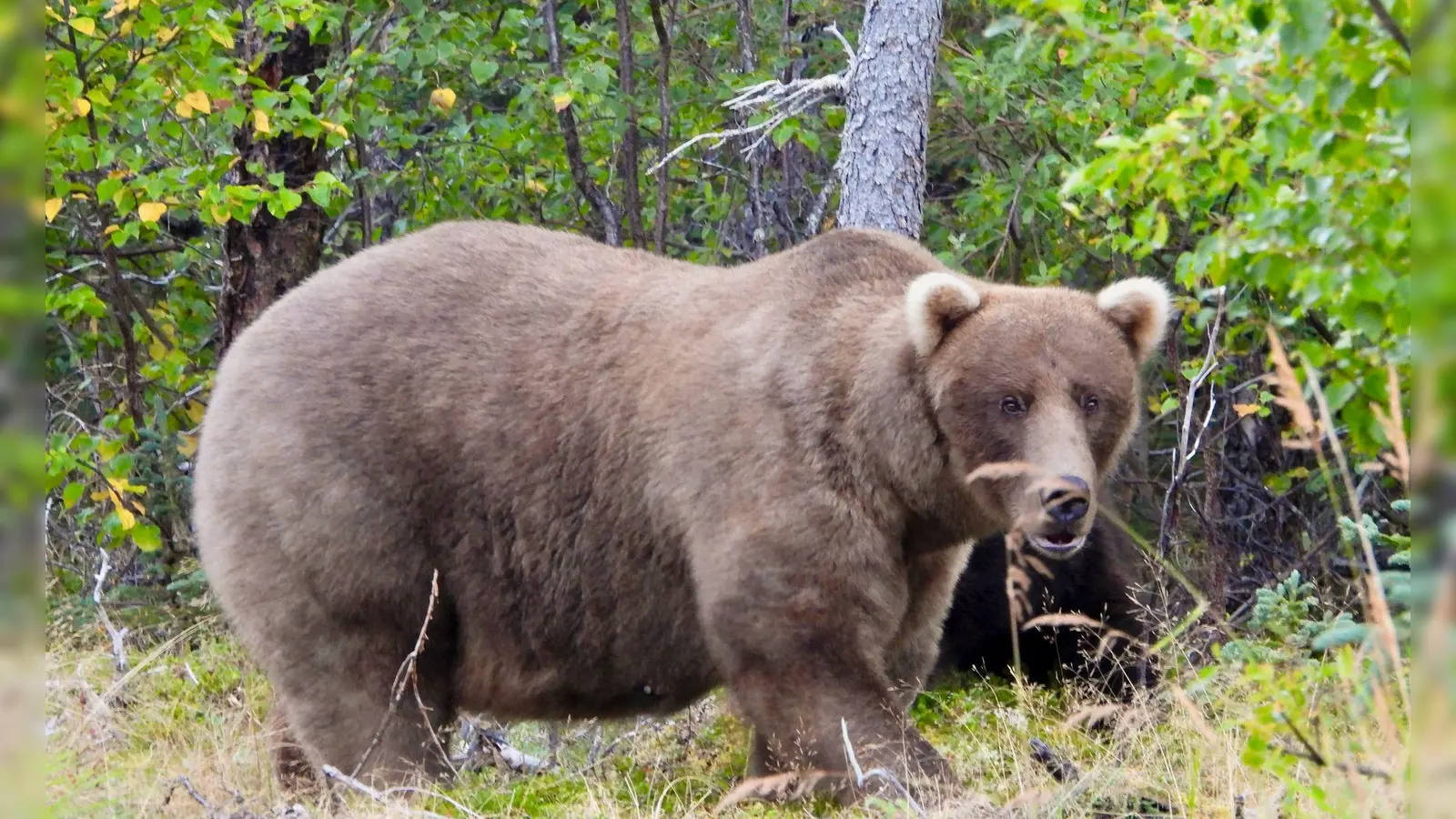 Über die Sommermonate konnte die Bärin Grazer viele Lachse fangen. (Bild: M. Carenza/National Park Service via AP/dpa)