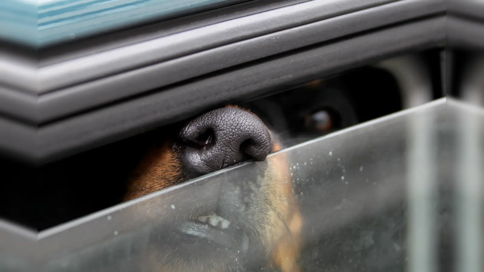 Gegen den Autofahrer wurden mehrere Ermittlungsverfahren eingeleitet.  (Symbolbild: Stephan Jansen/dpa)